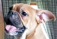 Butterscotch, a female English Bulldog and French Bulldog for sale in Minerva, OH – 1 of 2