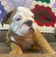 BRUTUS, a male English Bulldog for sale in Minerva, OH – 2 of 6