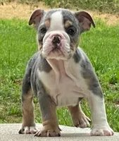 Princess, a female English Bulldog for sale in Minerva, OH – 3 of 5