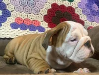 BRUTUS, a male English Bulldog for sale in Minerva, OH – 5 of 6