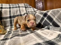 Desi, a female English Bulldog for sale in Minerva, OH – 3 of 10