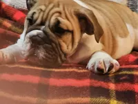Carlos, a male English Bulldog for sale in Minerva, OH – 6 of 10