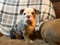 Amazing, a female English Bulldog for sale in Minerva, OH – 6 of 8