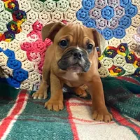 Butterscotch, a female English Bulldog and French Bulldog for sale in Minerva, OH – Photo 3 of 3