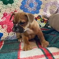 Butterscotch, a female English Bulldog and French Bulldog for sale in Minerva, OH – Photo 2 of 3