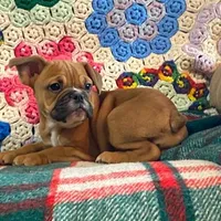 Butterscotch, a female English Bulldog and French Bulldog for sale in Minerva, OH – Photo 1 of 3