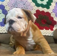 BRUTUS, a male English Bulldog for sale in Minerva, OH – 3 of 6
