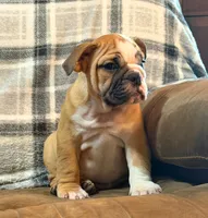 CUPCAKE CUTIE, a female English Bulldog for sale in Minerva, OH – 6 of 7