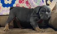 Wow blue tri , a male English Bulldog for sale in Minerva, OH – 3 of 6