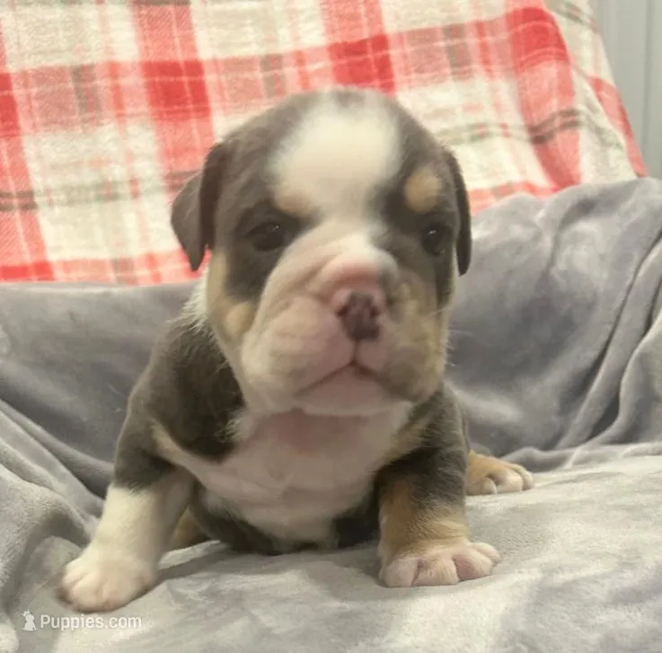 Beautiful blue tri – English Bulldog puppy for sale in Minerva, OH
