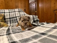 Cocoa, a female English Bulldog for sale in Minerva, OH – 4 of 7