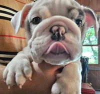 MARSHMALLOW , a female English Bulldog for sale in Minerva, OH – 4 of 10