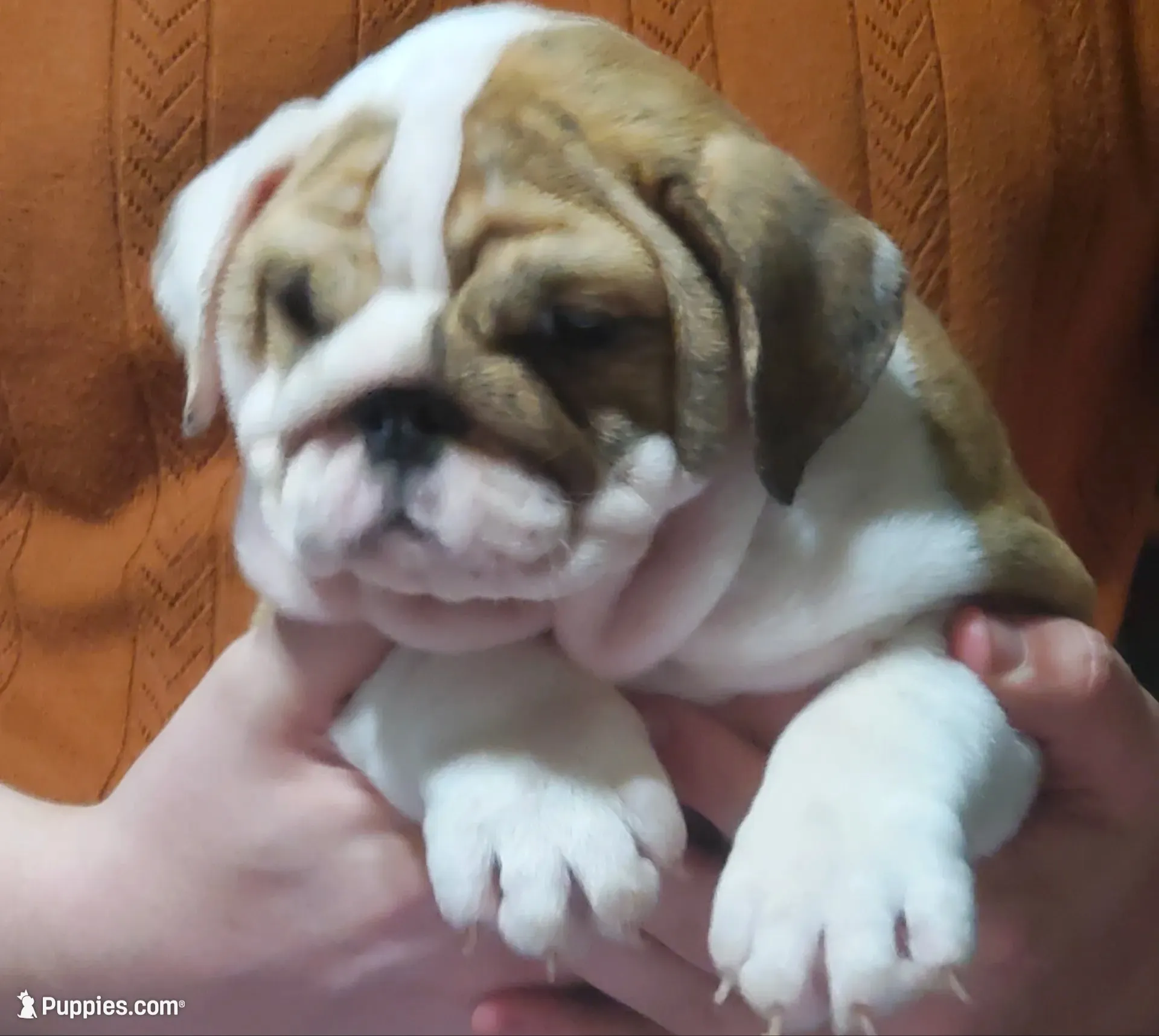 Delilah, a female English Bulldog for sale in Minerva, OH – 4 of 6