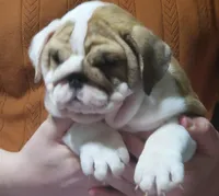 Delilah, a female English Bulldog for sale in Minerva, OH – 3 of 7