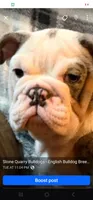 Amazing, a female English Bulldog for sale in Minerva, OH – 4 of 8