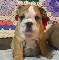 Wow Bonnie, a female English Bulldog for sale in Minerva, OH – 6 of 7