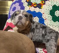 Gorgeous , a female English Bulldog for sale in Minerva, OH – 3 of 8