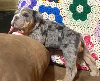Gorgeous , a female English Bulldog for sale in Minerva, OH – 7 of 8