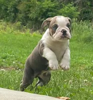 Goose, a male English Bulldog for sale in Minerva, OH – 4 of 8