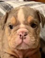 Madison, a female English Bulldog for sale in Minerva, OH – 2 of 7