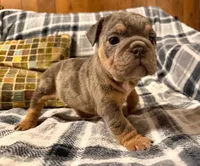Cocoa, a female English Bulldog for sale in Minerva, OH – 6 of 7