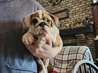 Delilah, a female English Bulldog for sale in Minerva, OH – 2 of 6