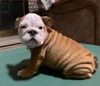 BRUTUS, a male English Bulldog for sale in Minerva, OH – 7 of 7