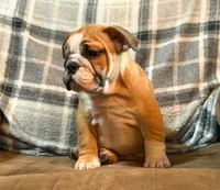 CUPCAKE CUTIE, a female English Bulldog for sale in Minerva, OH – 5 of 7