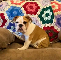 Sweet Sally see video!, a female English Bulldog for sale in Minerva, OH – 4 of 9