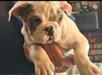 LILY, a female English Bulldog for sale in Minerva, OH – 8 of 10