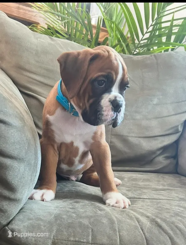 CRUZ CH SIRED 1ST PICK