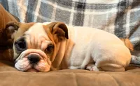 Caroline WOW, a female English Bulldog for sale in Minerva, OH – 6 of 10