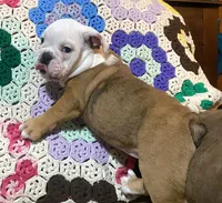 Nugget, a female English Bulldog for sale in Minerva, OH – 2 of 6