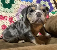 Gorgeous , a female English Bulldog for sale in Minerva, OH – 4 of 8