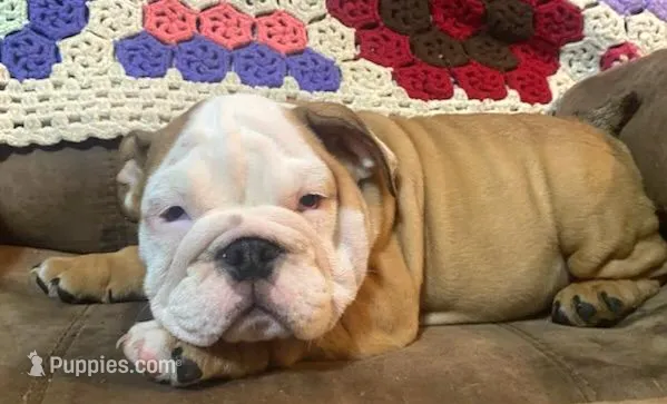 BRUTUS – English Bulldog puppy for sale in Minerva, OH