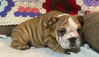 Wow Bonnie, a female English Bulldog for sale in Minerva, OH – 5 of 7