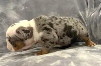 Amazing, a female English Bulldog for sale in Minerva, OH – 4 of 4
