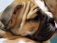Carlos, a male English Bulldog for sale in Minerva, OH – 3 of 10