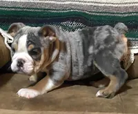 Princess, a female English Bulldog for sale in Minerva, OH – 3 of 9