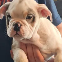 LILY, a female English Bulldog for sale in Minerva, OH – 9 of 10