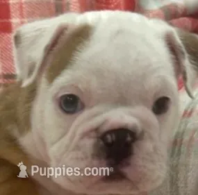 Nugget – English Bulldog puppy for sale in Minerva, OH
