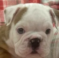 Nugget, a female English Bulldog for sale in Minerva, OH – 1 of 7