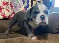 Fe blue tri, a male English Bulldog for sale in Minerva, OH – 5 of 7