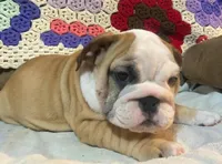 Beautiful Bella, a female English Bulldog for sale in Minerva, OH – 3 of 5