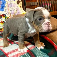 Gustav, a female English Bulldog for sale in Minerva, OH – Photo 4 of 8