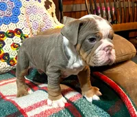 Gustav, a female English Bulldog for sale in Minerva, OH – Photo 4 of 8