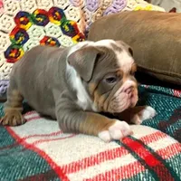 Gustav, a female English Bulldog for sale in Minerva, OH – Photo 1 of 8