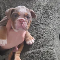 Gustav, a female English Bulldog for sale in Minerva, OH – Photo 8 of 8