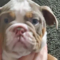 Gustav, a female English Bulldog for sale in Minerva, OH – Photo 2 of 8