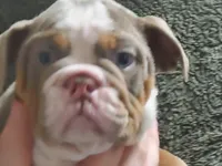 Gustav, a female English Bulldog for sale in Minerva, OH – Photo 2 of 8